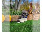 ShihPoo PUPPY FOR SALE ADN-846141 - Benson