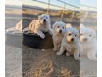 Great Pyrenees PUPPY FOR SALE ADN-846138 - Great Pyrenees Puppies