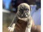 American Bully-Cane Corso Mix PUPPY FOR SALE ADN-846134 - American Bully and