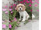 Cocker Spaniel PUPPY FOR SALE ADN-846118 - Chloe