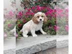 Cocker Spaniel PUPPY FOR SALE ADN-846116 - Cooper