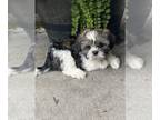 Shih Apso PUPPY FOR SALE ADN-846115 - Lucky
