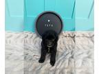 Sheepadoodle PUPPY FOR SALE ADN-846107 - Adorable Sheepadoodle Puppy