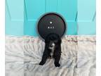 Sheepadoodle PUPPY FOR SALE ADN-846106 - Adorable Sheepadoodle Puppy