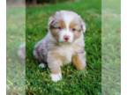 Australian Shepherd PUPPY FOR SALE ADN-846105 - Australian Shepherd Puppies
