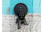 Sheepadoodle PUPPY FOR SALE ADN-846104 - Adorable Sheepadoodle Puppy