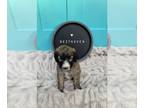 Sheepadoodle PUPPY FOR SALE ADN-846103 - Adorable Sheepadoodle Puppy