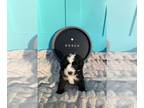 Sheepadoodle PUPPY FOR SALE ADN-846101 - Adorable Sheepadoodle Puppy