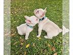 French Bulldog PUPPY FOR SALE ADN-846098 - French bulldog Puppy