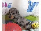 Dachshund PUPPY FOR SALE ADN-846096 - Fergus Silver Dapple LC Mini Dachshund Boy