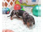 Dachshund PUPPY FOR SALE ADN-846094 - Frankie Silver Dapple Mini Dachshund Boy