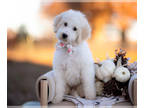 Aussiedoodle PUPPY FOR SALE ADN-846085 - Ruffles Gold And White Female Bordoodle