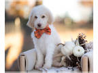 Aussiedoodle PUPPY FOR SALE ADN-846081 - Frito Gold And White Male Bordoodle