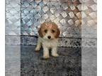 Cavapoo PUPPY FOR SALE ADN-846068 - Cavapoo puppies