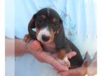 Dachshund PUPPY FOR SALE ADN-846066 - Mathias Tri Color Mini Dachshund Boy