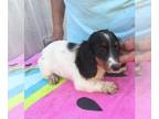 Dachshund PUPPY FOR SALE ADN-846065 - Micah Black Pie Mini Dachshund Boy
