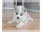 Pomsky PUPPY FOR SALE ADN-846060 - Luna Blue Merle