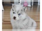 Pomsky PUPPY FOR SALE ADN-846059 - Rusty Red Merle