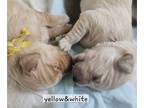 Golden Retriever PUPPY FOR SALE ADN-846052 - 1 Male Golden Retriever Available