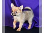 Yoranian PUPPY FOR SALE ADN-846050 - Jada Sweet Porkie