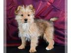 Yoranian PUPPY FOR SALE ADN-846049 - Cooper Sweet Porkie