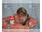 Poodle (Toy) PUPPY FOR SALE ADN-846033 - AKC TCUP FREYA