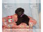 Poodle (Toy) PUPPY FOR SALE ADN-846032 - AKC TCUP CHRISTINE