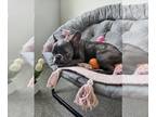 French Bulldog PUPPY FOR SALE ADN-846031 - Adorable French Bulldog Girl Puppy