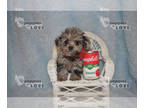 Poodle (Toy) PUPPY FOR SALE ADN-846028 - AKC MICRO TCUP COLLETTE