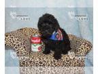 Poodle (Toy) PUPPY FOR SALE ADN-846026 - AKC TOY BRUNO