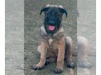 German Shepherd Dog PUPPY FOR SALE ADN-846025 - German Shepherd mix Belgian