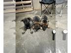 German Shepherd Dog PUPPY FOR SALE ADN-846024 - German Shepherd puppy