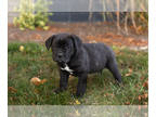Cane Corso PUPPY FOR SALE ADN-846022 - AKC Cane Corso male puppy in Indiana