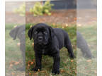 Cane Corso PUPPY FOR SALE ADN-846019 - AKC Cane Corso male puppy in Indiana