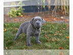 Cane Corso PUPPY FOR SALE ADN-846016 - AKC Cane Corso male puppy in Indiana