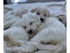 Poodle (Standard) PUPPY FOR SALE ADN-846014 - Poodle 3 female