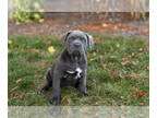 Cane Corso PUPPY FOR SALE ADN-846012 - AKC Cane Corso female puppy in Indiana