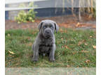 Cane Corso PUPPY FOR SALE ADN-846011 - AKC Cane Corso male puppy in Indiana