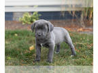 Cane Corso PUPPY FOR SALE ADN-846010 - AKC Cane Corso male puppy in Indiana