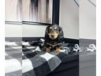 Dachshund PUPPY FOR SALE ADN-846009 - AKC MINIATURE DACHSHUND PUPPIES