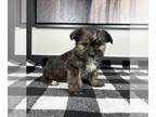 Shorkie Tzu PUPPY FOR SALE ADN-846008 - LITTLE SHORKIE PUPPIES