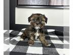 Shorkie Tzu PUPPY FOR SALE ADN-846007 - LITTLE SHORKIE PUPPIES