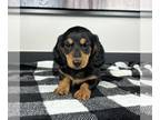 Dachshund PUPPY FOR SALE ADN-846006 - AKC MINI DACHSHUND PUPPIES