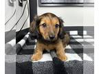 Dachshund PUPPY FOR SALE ADN-846005 - AKC MINI DACHSHUND PUPPIES