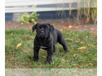 Cane Corso PUPPY FOR SALE ADN-846003 - AKC Cane Corso female puppy in Indiana