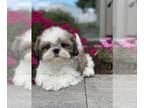 Shih Tzu PUPPY FOR SALE ADN-846000 - Skittles