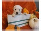 Golden Retriever PUPPY FOR SALE ADN-845993 - AKC Golden Retriever
