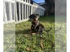 Rottweiler PUPPY FOR SALE ADN-845989 - Rottweiler puppies