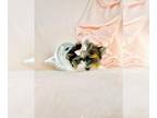 Yorkshire Terrier PUPPY FOR SALE ADN-845984 - I CAN HAND DELIVER