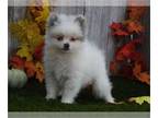 Pomeranian PUPPY FOR SALE ADN-845979 - Pomeranian